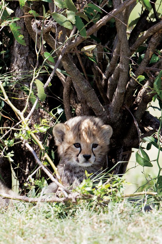 Keek Cheetah cub1 x.jpg