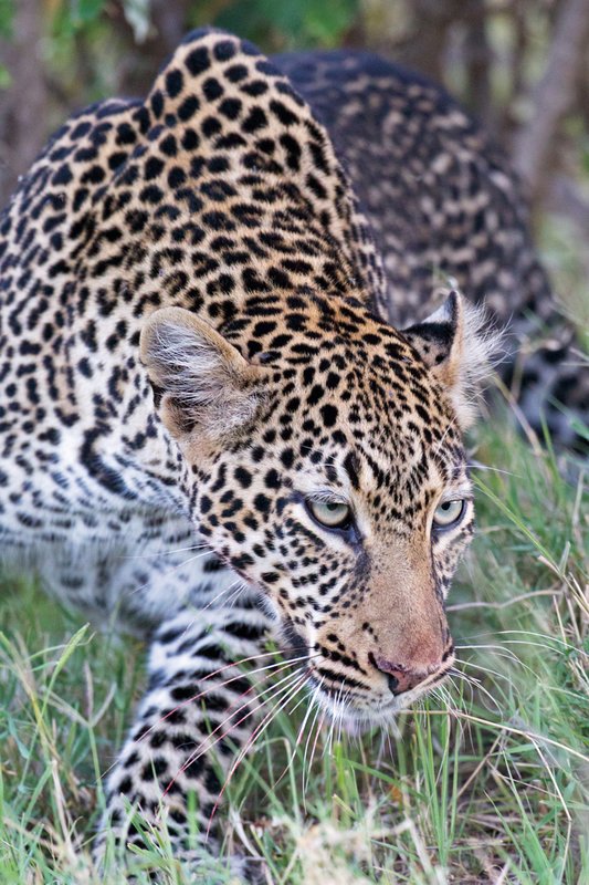 Keek Leopard2.jpg