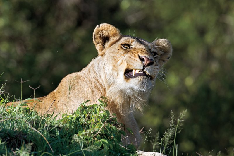 Keek Lion Snarl.jpg