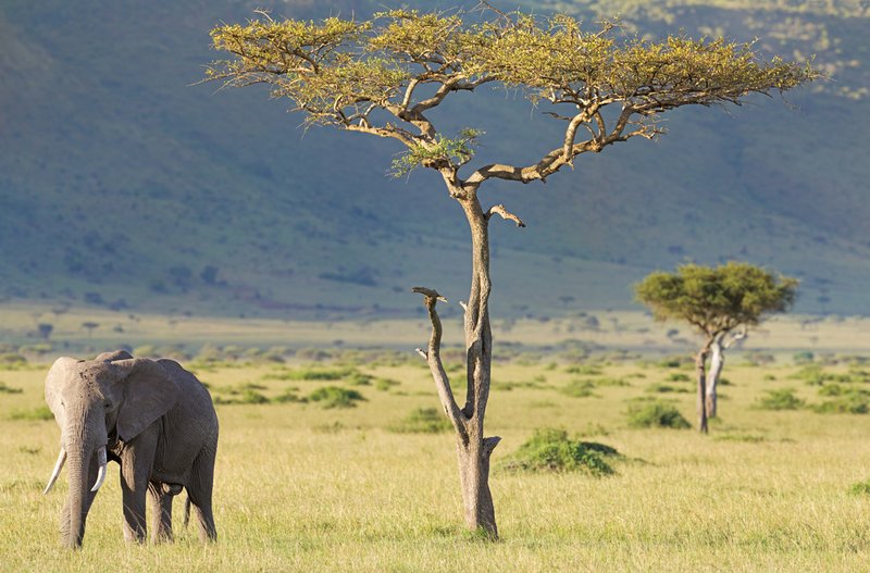 Mara Cons Elephant by Acacia pano.jpg