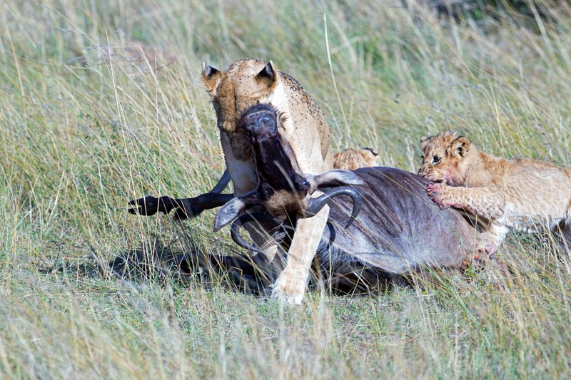 Mara Cons Female Lion Kill.jpg