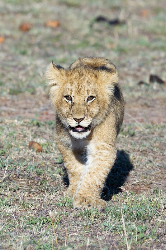 Mara Cons Lion Cub1x.jpg