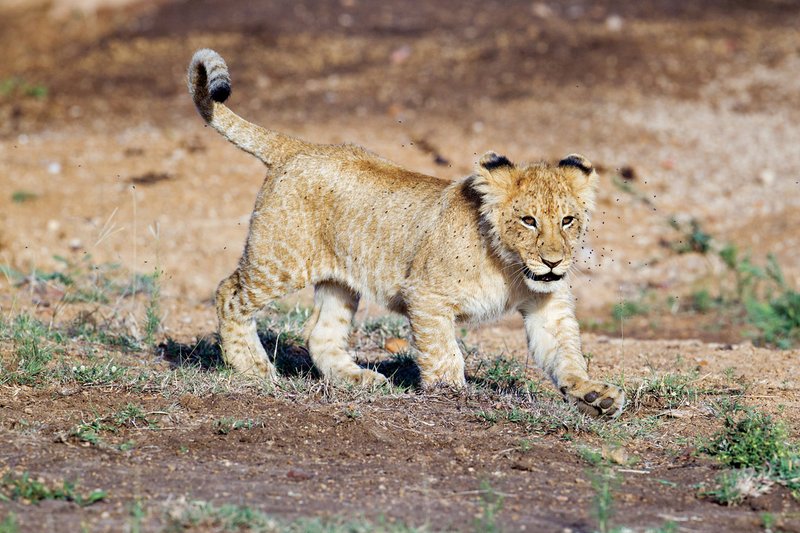 Mara Cons Lion Cub2x.jpg