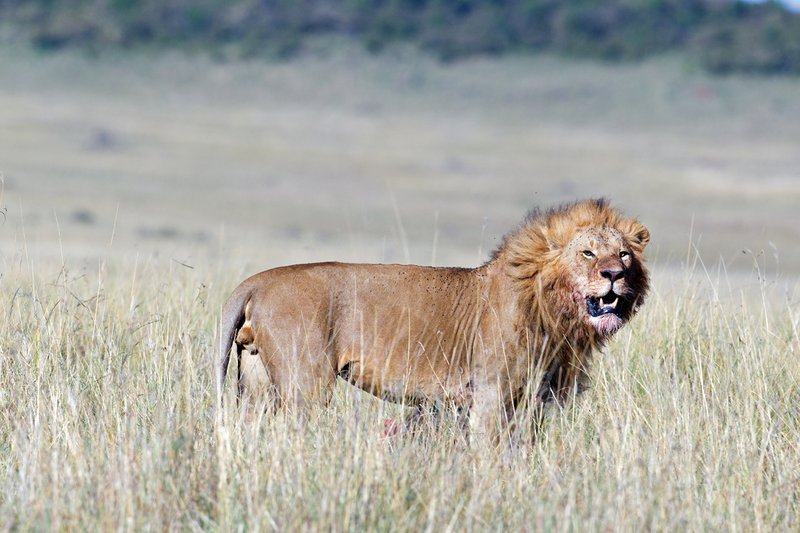 Mara Cons Lion Male in grass over Kill.jpg
