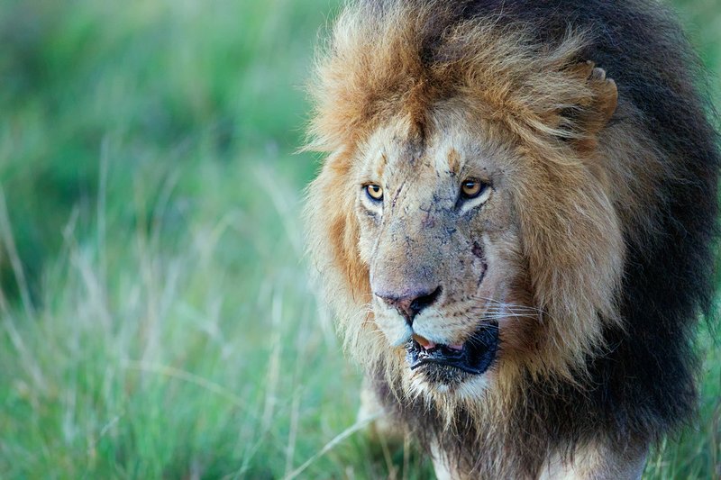 Mara Cons Lion Male.jpg