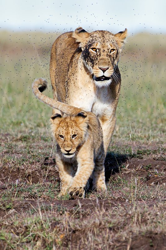 Mara Cons Lion with flies and cub c.jpg