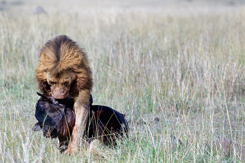 Mara Cons Male Lion Kill B.jpg