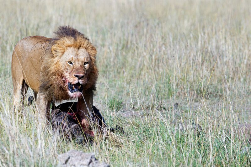 Mara Cons Male Lion.jpg
