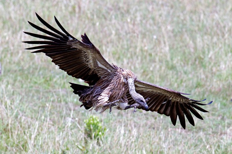 Mara Cons Vulture Landing x.jpg
