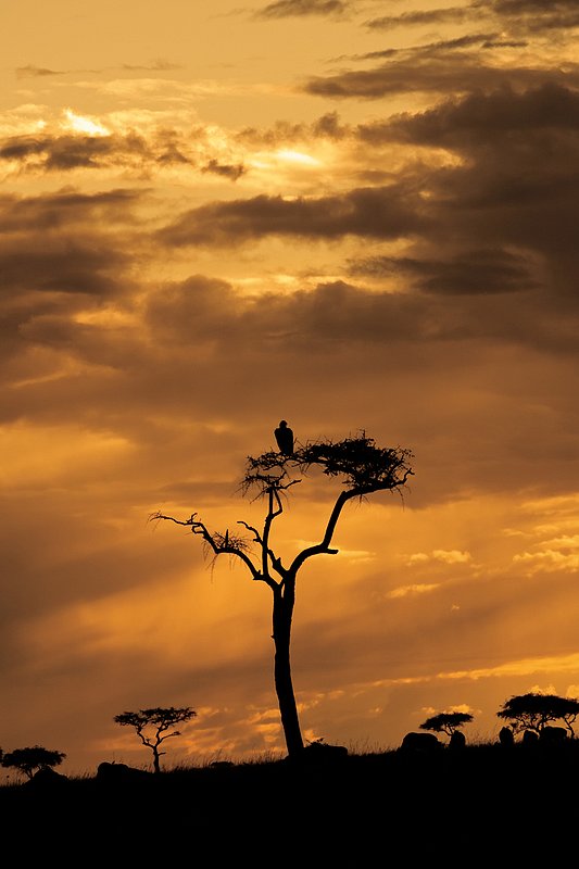 Mara Cons Vulture Silhouette.jpg