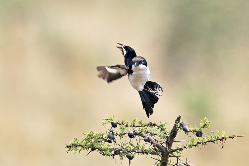 NNP Bird in Flight.jpg