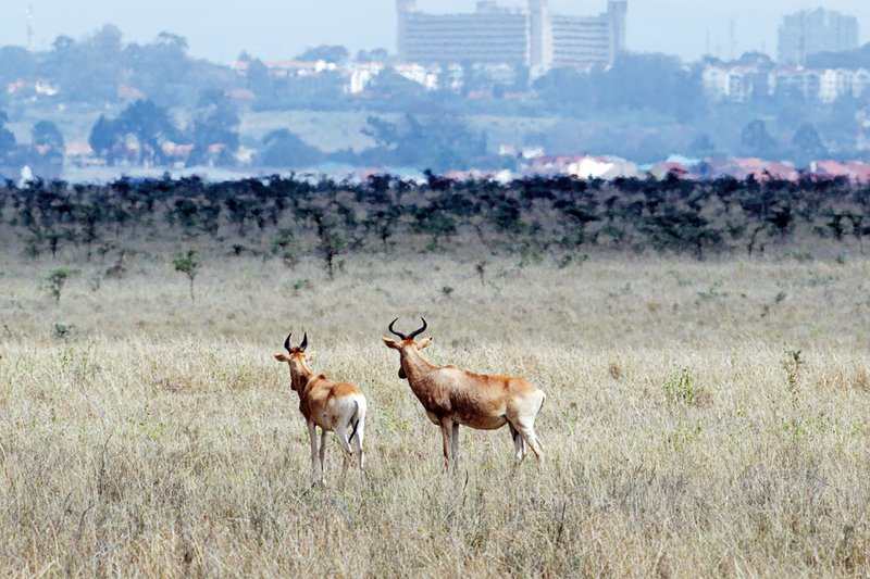 NNP City Background.jpg