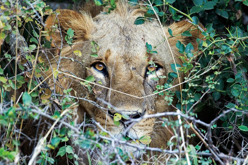 NNP Lion in bush B.jpg