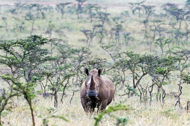 NNP White Rhino.jpg