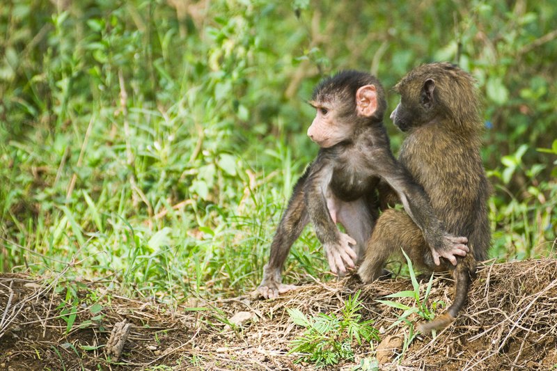 Nakuru Baboon babies sRGB.jpg