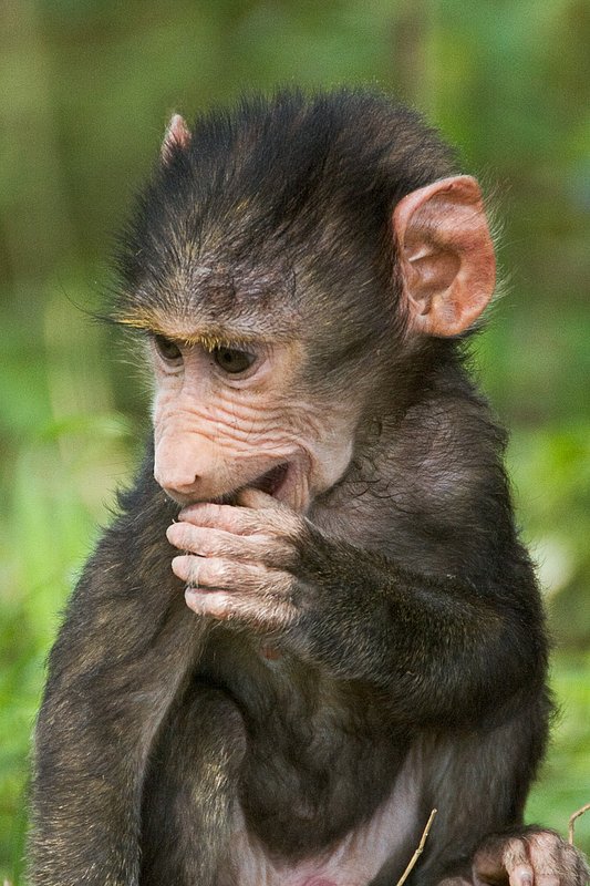 Nakuru Baboon baby sRGB.jpg