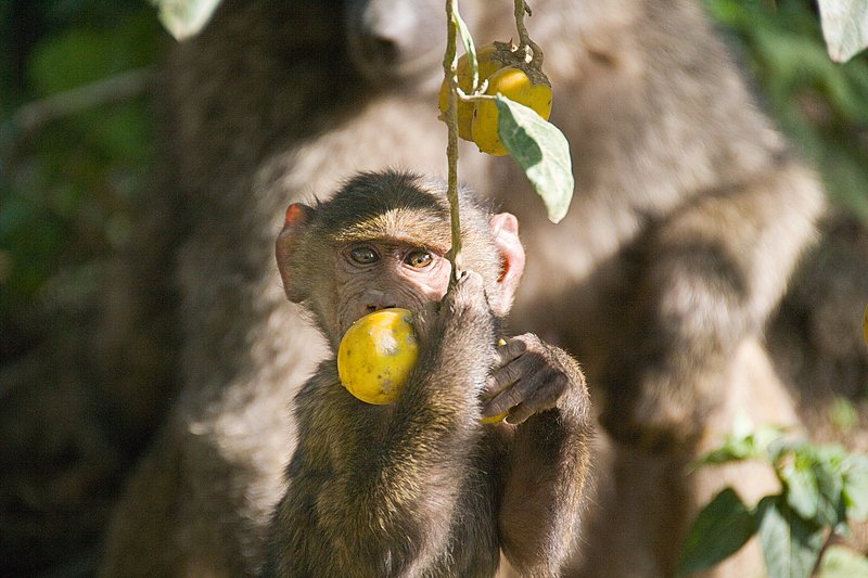 Nakuru Baboon baby with fruit sRGB.jpg