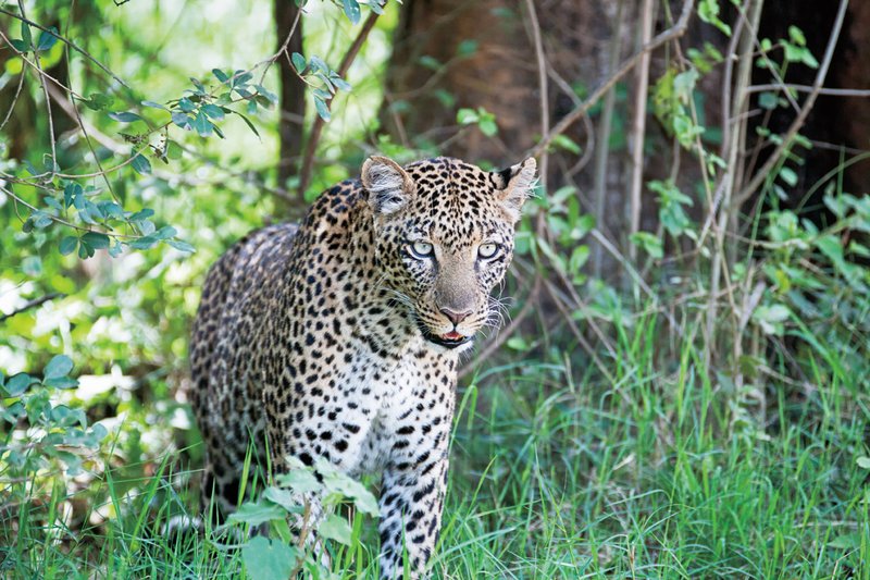 Nakuru Leopard in grass.jpg