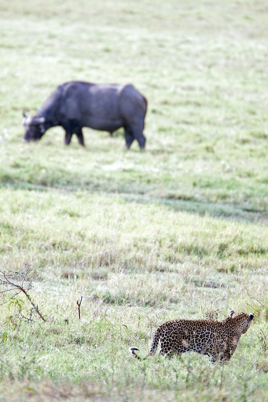 Nakuru Leopard watching Buffalo x.jpg
