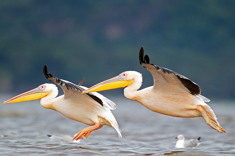 Nakuru Pelicans2.jpg