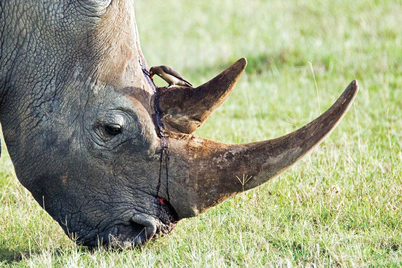 Nakuru Rhino and Ox Pecker.jpg