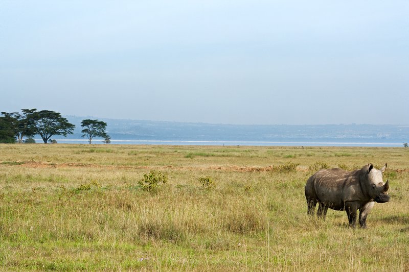 Nakuru Rhino by Lake1.jpg
