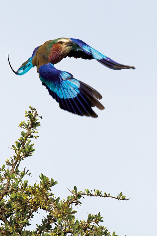 Nakuru Roller in Flight.jpg