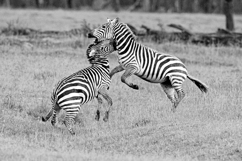 Nakuru Zebra Fight2x.jpg