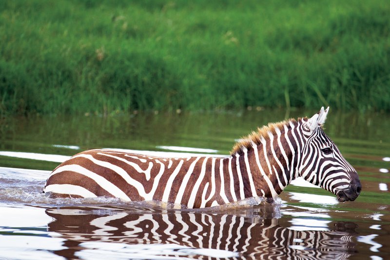 Nakuru Zebra in water.jpg