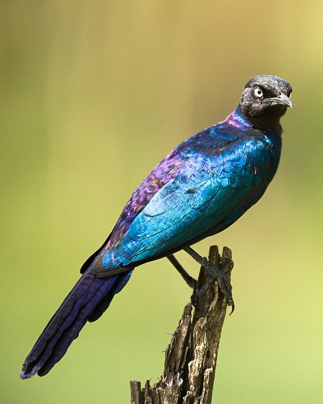 Nakuru irredescent bird sRGB.jpg