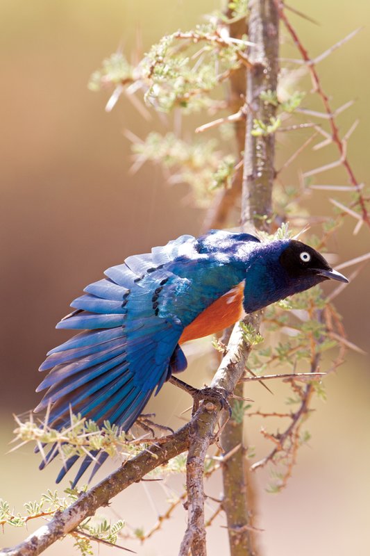 Sam Bird2.jpg