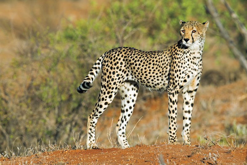 Sam Cheetah Looking.jpg