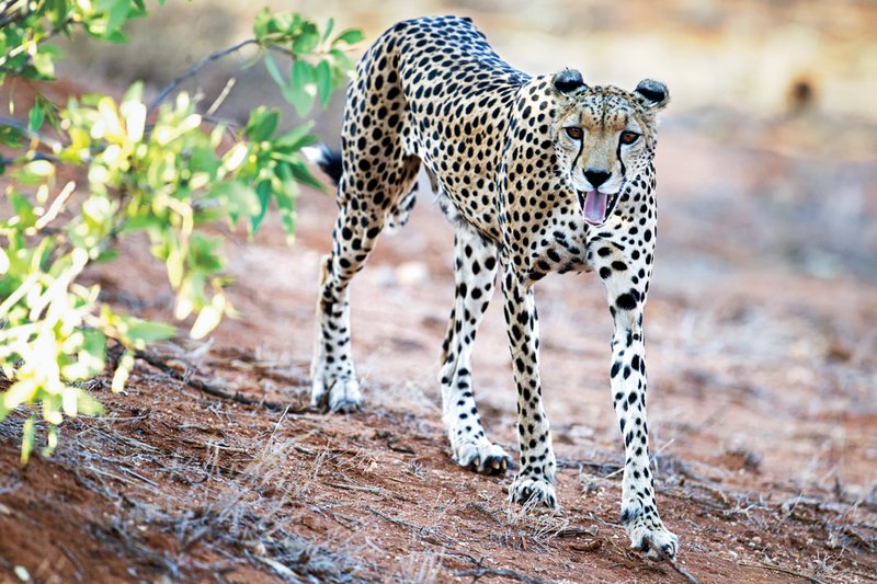 Sam Cheetah walking.jpg