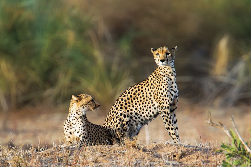 Sam Cheetahs on mound2 blurred.jpg