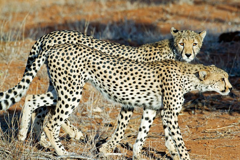 Sam Cheetahs walking.jpg