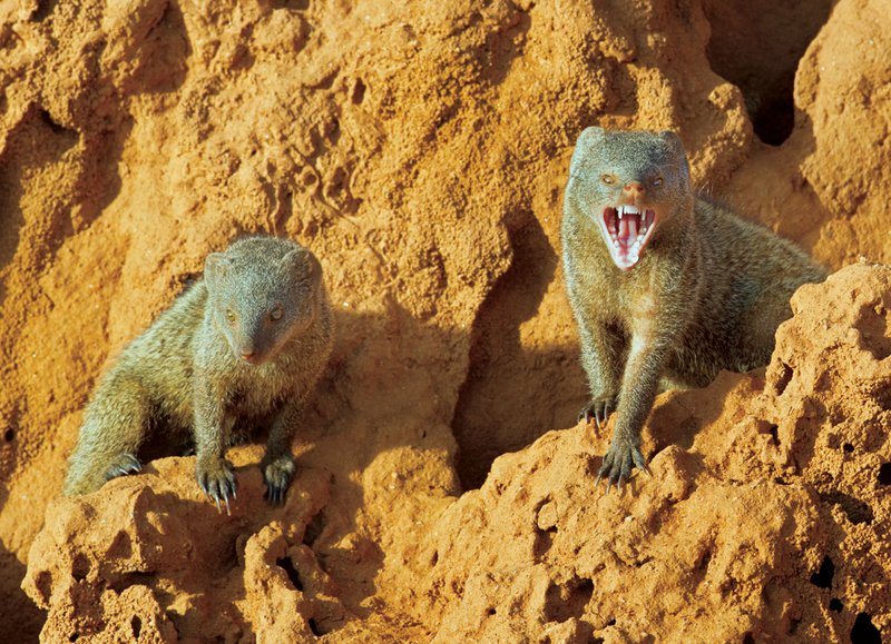 Sam Dwarf Mongoose.jpg