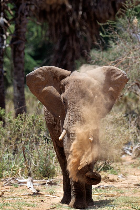 Sam Elephant dust1.jpg