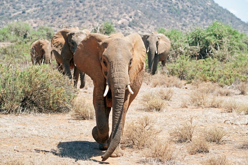 Sam Elephants.jpg