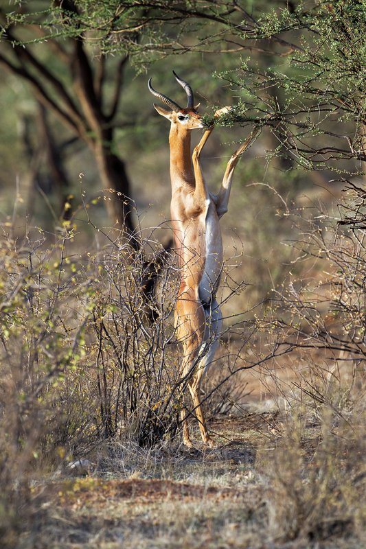 Sam Gerenuk2.jpg