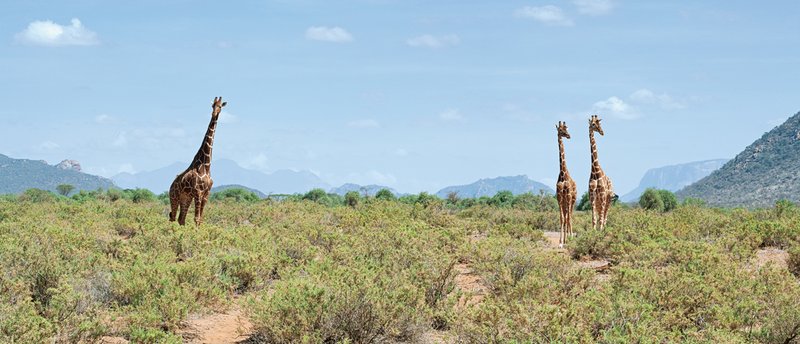 Sam Giraffe Pano.jpg