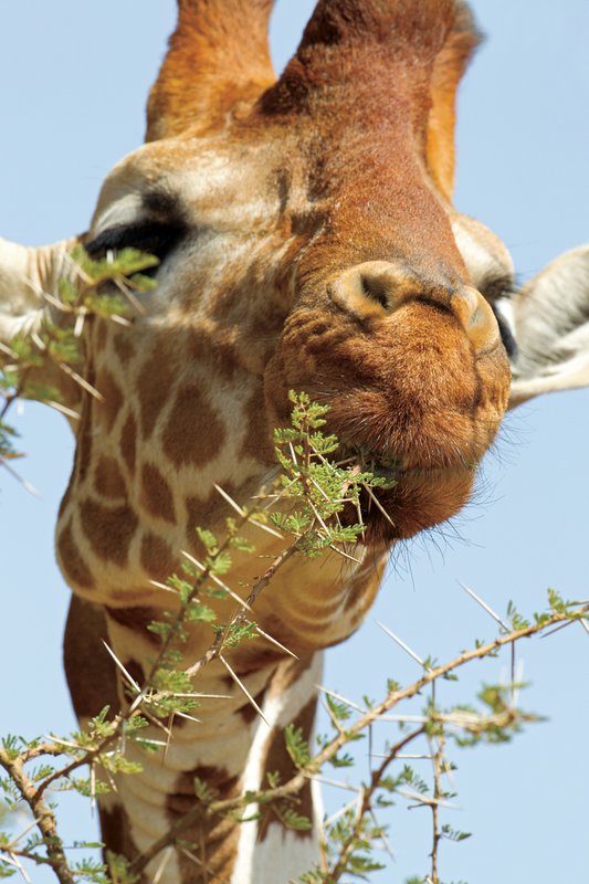 Sam Giraffe eating x.jpg