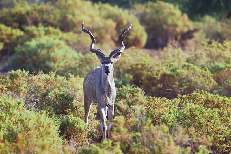 Sam Kudu late afternoon1.jpg