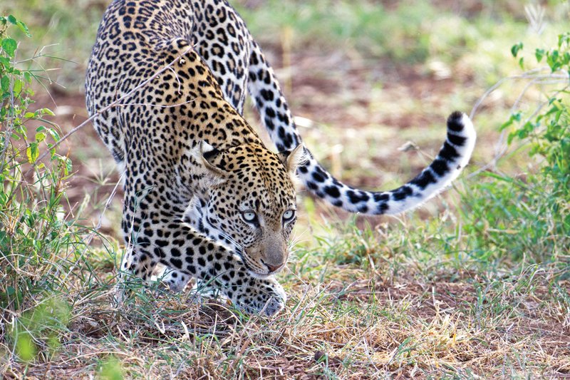 Sam Leopard.jpg