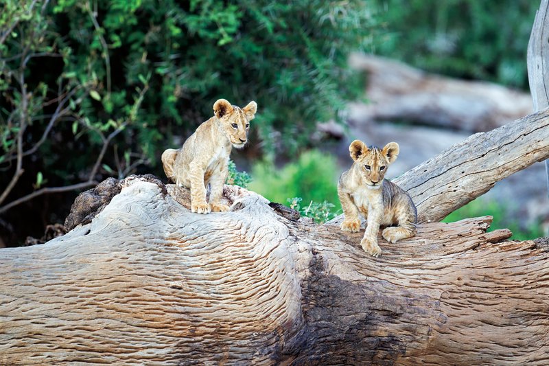 Sam Lion Cubs on log1.jpg