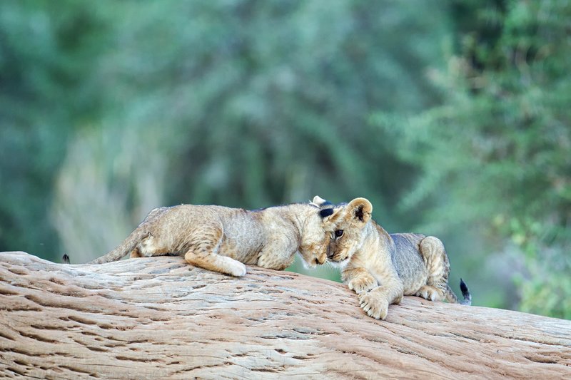 Sam Lion Cubs on log4x.jpg