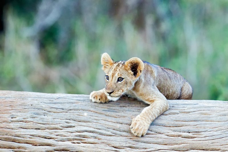 Sam Lion Cubs3.jpg