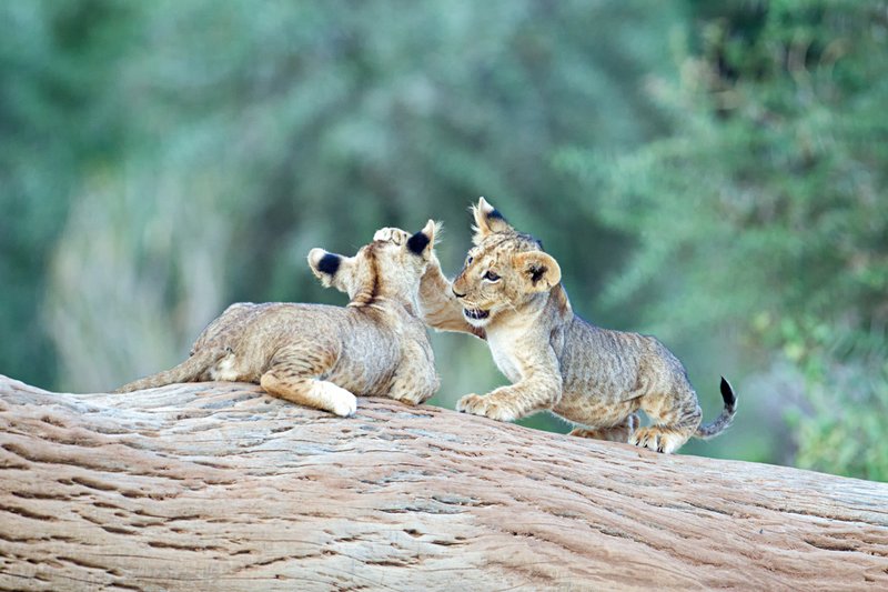 Sam Lion Cubs4x.jpg