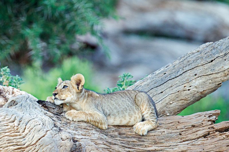Sam Lion Cubs5 c.jpg