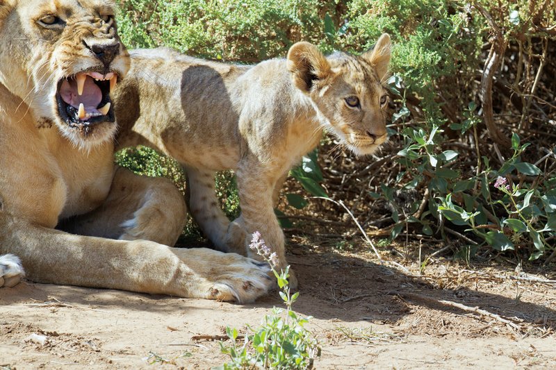 Sam Lion cub with snarling mother x.jpg