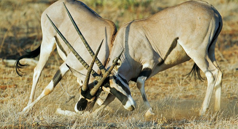 Sam Oryx fight x.jpg